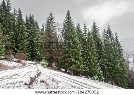 Ukraine, winter forest in the Carpathian Mountains, pine trees covered with snow, the resort area in the district Mezhgorye lake Vita