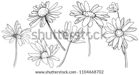Download Daisy Drawing Images At Getdrawings Free Download