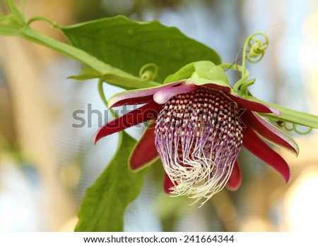 A beautiful red, white & green passion flower