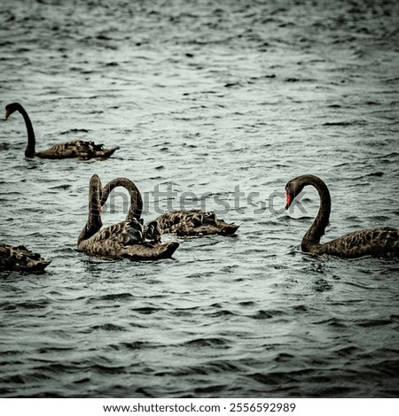 Image, Stock Photo Flock swans swims in the pond. Wintering of wild birds in the city. Survival of birds, nature care, ecology environment concept, fauna ecosystem