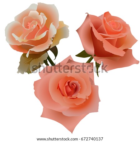 rose flower1