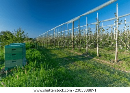 Similar – Image, Stock Photo Apple orchard with protective nets in summer