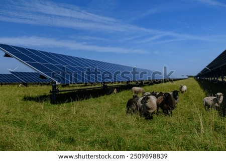 Image, Stock Photo Sheep graze in a misty paddock as the sun begins to rise