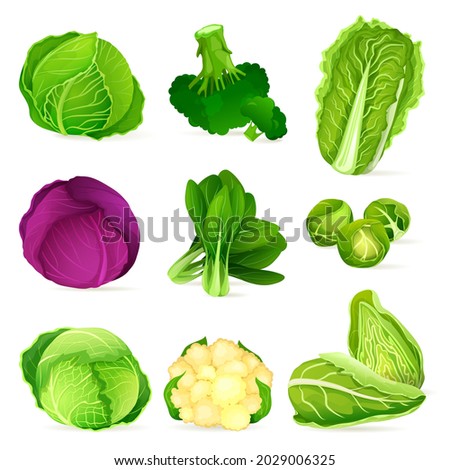 Set of cabbages, fresh garden plants, icons