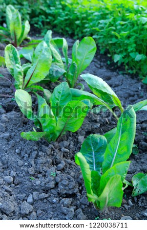 Similar – Foto Bild Wegwarte, Cichorium intybus, ist eine Wild- und Heilpflanze mit blauen Blueten. Die Blueten sind essbar. Chicory, Cichorium intybus, is a wild and medicinal plant with blue flowers. The flowers are edible.