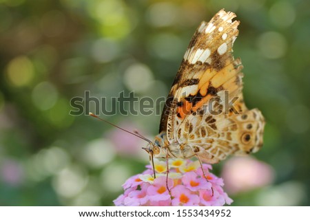 Kolorowy, pomarańczowy motyl, siedzi na pięknym kwiatku. Makro owada. Zdjęcia stock © 
