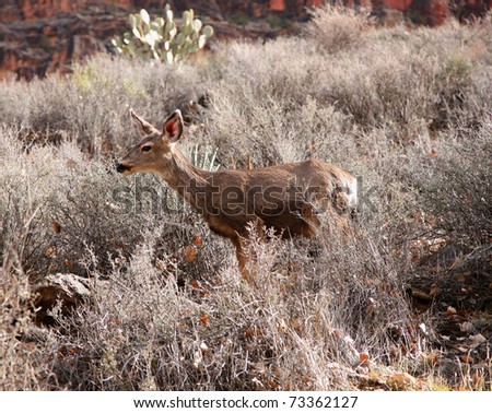 Young deer grazing in the western USA