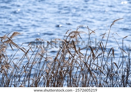 Similar – Foto Bild Schilf im Gegenlicht der Sonne