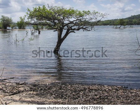 Tree flooded by the Tapajos River,Alter do Chao, Brazil, September 2013 Foto stock © 