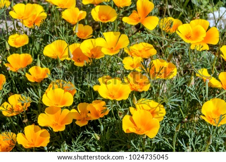 Similar – Image, Stock Photo Poppies yellow