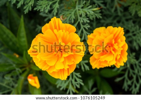 Similar – Image, Stock Photo Poppies yellow
