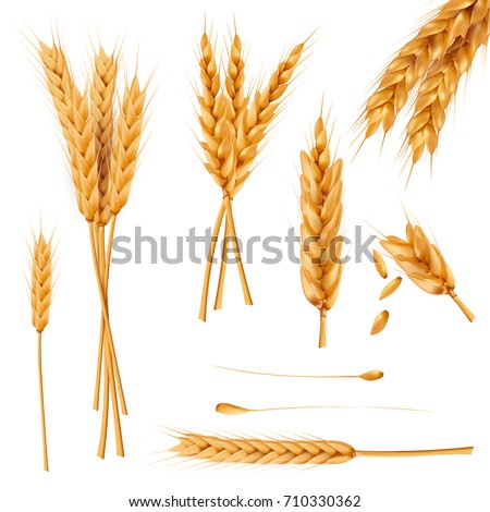 Bunch of wheat ears, dried whole grains realistic vector illustration set isolated on white background. Cereals harvest, agriculture, organic farming, healthy food symbol. Bakery design element