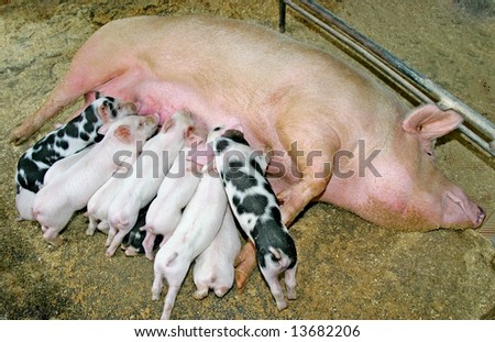 Big family of pigs