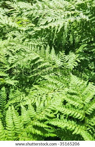 Fresh and green native fern leafs in the forest
