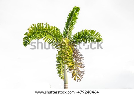 Palm Tree Isolated On White Background Stock Photo 479240464 : Shutterstock