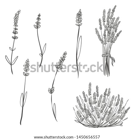 picture Outline Lavender Clipart Black And White lavender clipart black and white