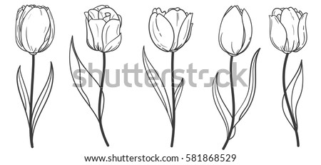 Hand drawn set of tulips branches. Flower isolated on white background. Vintage vector illustration.