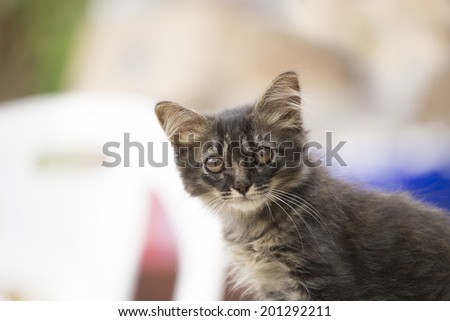 cat in light brown and cream looking with pleading stare at the viewer