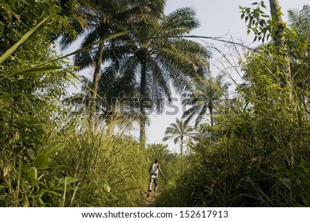 TSCHELA, DEMOCRATIC REPUBLIC OF THE CONGO, MAY 2009: A man running through a tropical forest in Kimagebele.