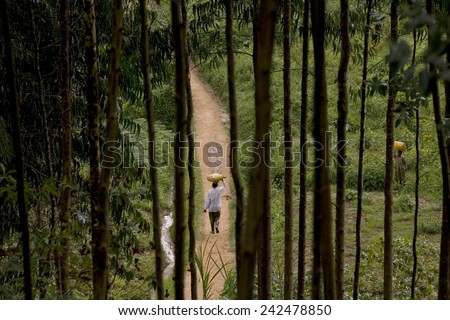 BURERA, RWANDA - SEPTEMBER 2008: Villager seen through eucalyptus trees. Rwanda today is a story of renewal and rapid economic development; only 20 years ago the country was torn apart by the genocide