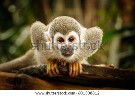 Similar – Image, Stock Photo Curious looking squirrel