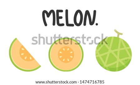 melon vector. melon on white background. wallpaper. free space for text.