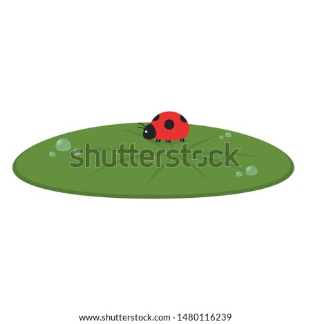 Drop of water on Lily pad. Lily pad vector. wallpaper. ladybug on lotus leaf. Ladybug on Lily pad.