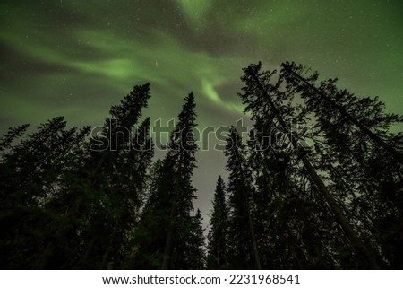 Aurora shining Swedish forest landscape Tannforsen Waterfall Northern Lights color sky Northern Sweden, Scandinavia Foto stock © 