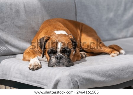 Similar – Foto Bild Boxer Hund Portrait Nahaufnahme Im Park