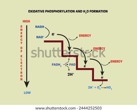 Oxidative phosphorylation and water formation