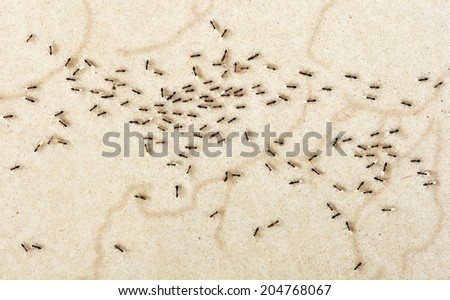 Scattered animals running helter-skelter. Black crazy ants carrying eggs to a safe place. Top view.