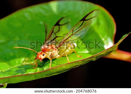 Alert Weaver ant queen in a defensive pose, on the leaf of Indian spinach leaf, in the morning sunlight.