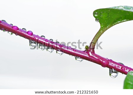 Rain drops Basella alba (Indian or Malabar spinach) wine, with white background