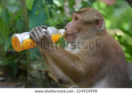 Human-animal interaction. Effect of man on wild animals. Clever Bonnet macaque (Macaca radiata) in Khatmandu, Sikkim, drinking mango juice from a plastic bottle - an unusual unnatural animal behavior.
