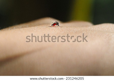 Mosquito sucking blood from hand. Mosquito bite can transmit diseases such as malaria, dengue, chikungunya etc.