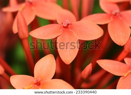 Closeup of the inflorescence of Ixora coccinea (jungle geranium) Inflorescence. View of flowers from above.