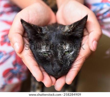 Head of the pet cat in the cupped hands of a teenage girl.