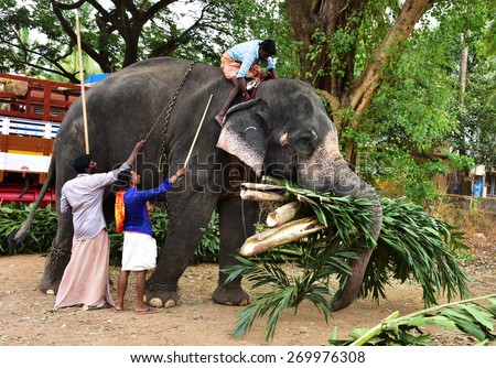 NENMARA, PALAKKAD, KERALA, INDIA, APRIL 03, 2015: Man-animal interaction. An elephant and its mahouts. The elephant carries its fodder (Caryota urens) while one mahout ties a rope around its neck.