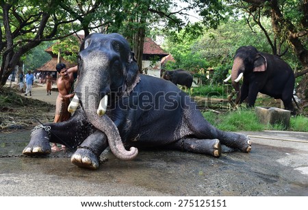 THRISSUR, KERALA, INDIA, APRIL 30, 2015: Punnathurkotta was once a fort and palace of a local ruler. The palace grounds now house elephants of Guruvayoor temple. A tusker gets a royal relaxing wash.