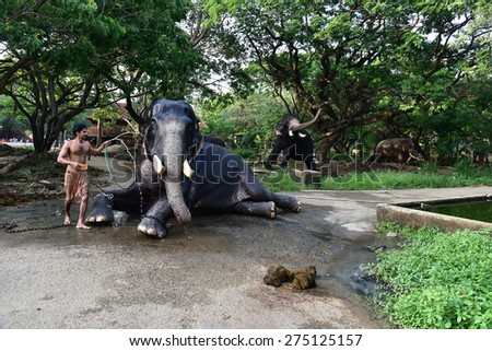 THRISSUR, KERALA, INDIA, APRIL 30, 2015: Majestic tusker at Punnathurkotta, once a fort and palace. The palace grounds now house elephants of Guruvayoor temple. A mahout gives his tusker a royal bath.