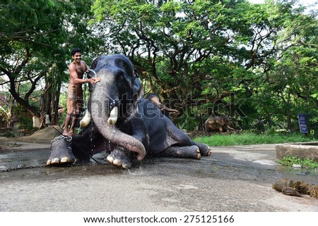 THRISSUR, KERALA, INDIA, APRIL 30, 2015: Majestic tusker at Punnathurkotta, once a fort and palace. The palace grounds now house elephants of Guruvayoor temple. A mahout gives his tusker a royal bath.