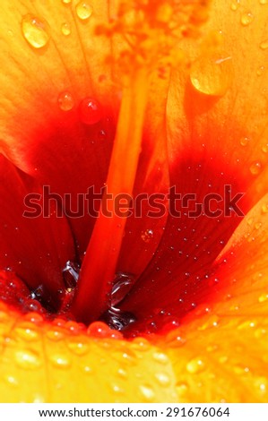 Close up of the shoe flower (Hibiscus rosa-sinensis) after a rain. Water drops on the petals. Anthers and pollen grains.