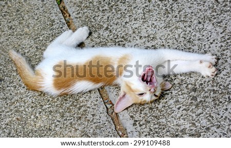 Kitten on a roll. Laughing kitten. Joyful cat. Funny animal.