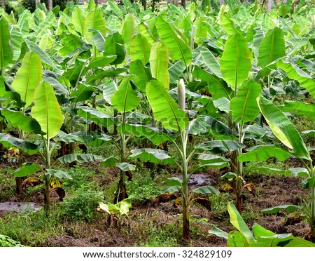 Banana plantation. Banana Farm.
Young banana plants in rural farm in Trivandrum, Kerala.