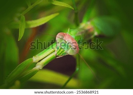 Similar – Image, Stock Photo Hiding place for life jackets….