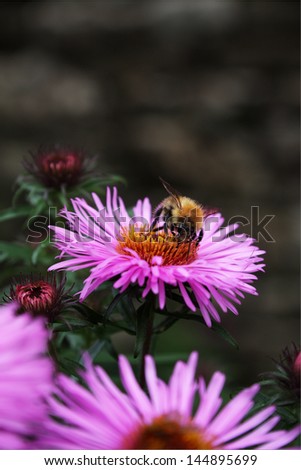 Bee on a pink flower. Native to British Isles. Photograph taken in Yorkshire, UK