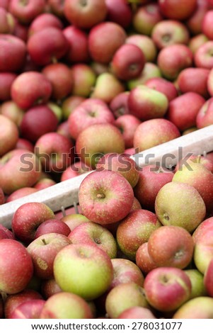 Crates of apples; freshly picked from an orchard on display at an apple fair. Worcestershire, UK