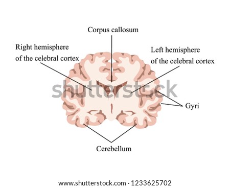Neuroscience. Human brain vector. Cut brain