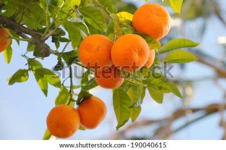 Group of ripe fruits on an orange tree branch