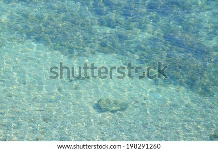 Fish diving in shallow water